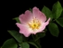 Dog Rose (03)