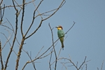 European Bee-eater