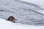 River Otter, Yellowstone River, Wyoming, USA