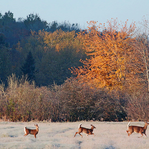 A family of white-tailed deer make their way through a frosty field and under peak autumn hues.