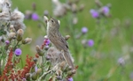 Grasshopper Warbler