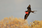 Magnificent Frigatebird portfolio