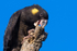 Yellow-tailed Black-cockatoo Female 5 0A3A9100