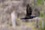 Double-crested Cormorant portfolio
