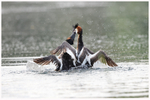 Fighting Grebes 
