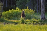 Brown Bear cub