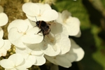 A Bee on a Hydrangea.