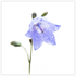 Harebell in the Rain!