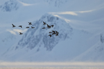 Brünnich's Guillemots in flight, Spitsbergen, Svalbard