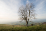 4119 Tree above Cwmdulla Farm