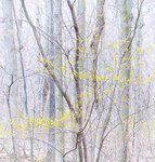 SPICEBUSH, APRIL 2017 - NORFOLK COUNTY