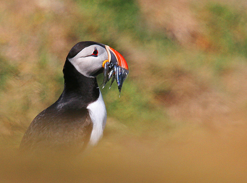 [align=center]Puffin with Sandeels, Isle of May, Scotland[/align]