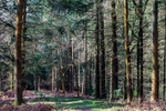 Spring Woodland Walk No.1