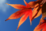 Westonbirt _WB014