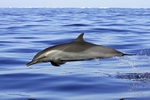 IMG_3794 Mayotte