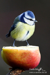Blue Tit 200114 9