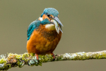 Kingfisher