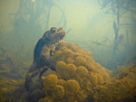 Common Toad resting on frog spawn in a Bristol pond_0034