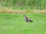 Common Buzzard