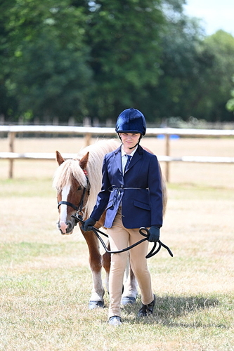 Class 5 Most Handsome Gelding (up to 14.2hh) in hand