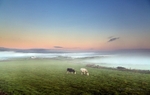 Cows above the Fog