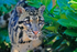 Clouded Leopard (male) close-up