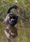 Black Swan 3