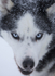 Husky from the dogsled team in Lappi, Northern Finland