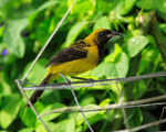 Black-cowled Oriole on feeder, Costa Rica