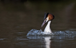 Great Crested Grebe - Podiceps cristatu