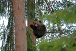 Brown Bear