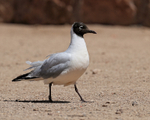Andean Gull (adult) on ground, El Tatio, Chile