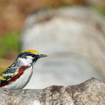 Chestnut-sided Warbler (m)