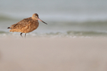 Marbled Godwit low angle shot, Fort De Soto Park, Florida