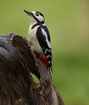 GE WOODPECKER(chap) REF WOOD 5