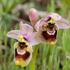 Sawfly Ophrys (Ophrys tenthredinifera). Illustrated is what is sometimes called ssp neglecta.