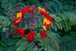 Floral 074