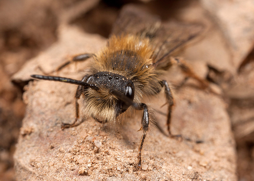 [i]Andrena clarkella[/i] male at a nesting site.