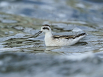 Juvenile Red-necked Phalarope, Farmoor Reservoir