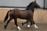 SIAL9577