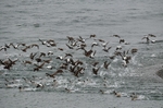 Eiders