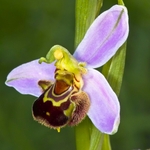 Bee Orchid (Ophrys apifera) showing opportunistic spider ready to trap insect visitors