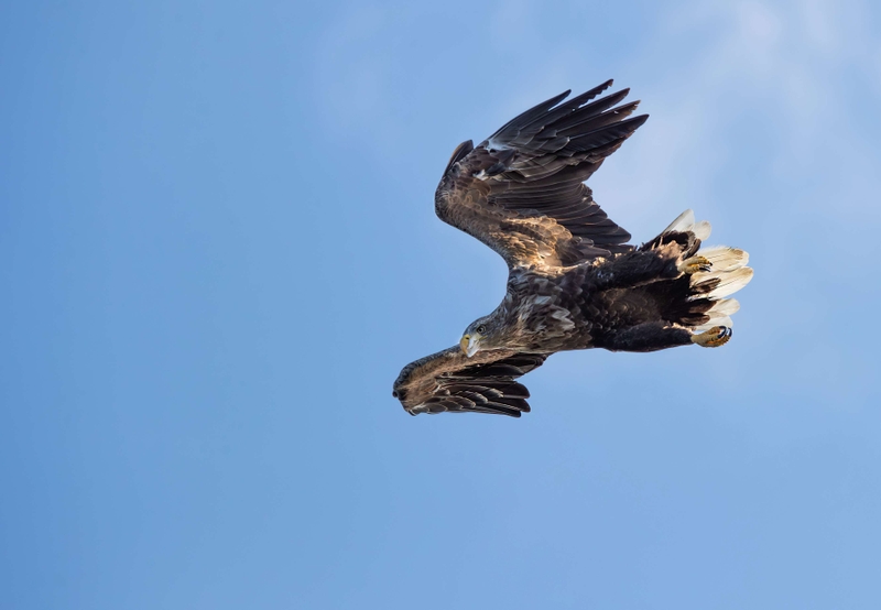 White Tailed Eagle - Isle of Mull - Scotland