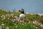 Puffin