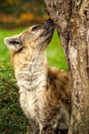 Spotted Hyena
