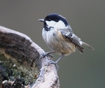 Coal Tit