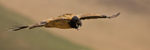 Juvenile bearded vulture