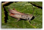 5014 grasshopper