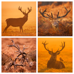 RedDeer
