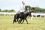 Class 56: Miniature Horse 1, 2 & 3yr olds portfolio